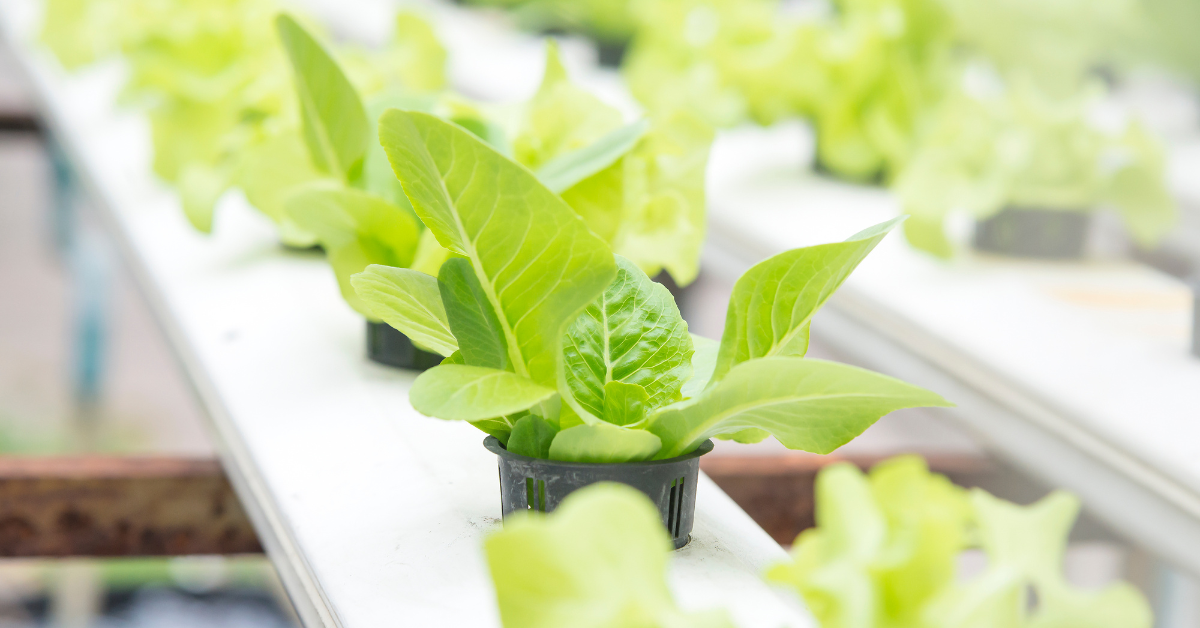 Benefits of Hydroponic Farming, hydroponic farming, Traditional agriculture, vertical farming, 